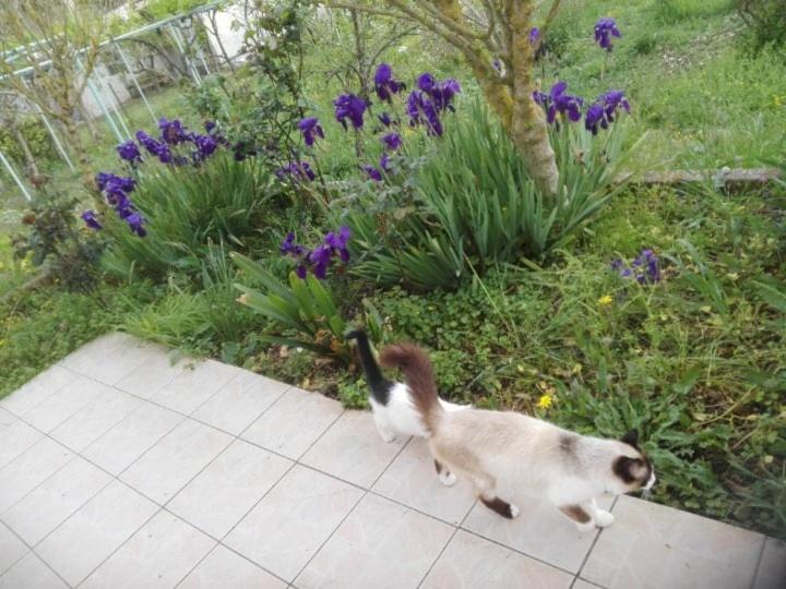 Zeus And Hera Apartments Nikiana Zewnętrze zdjęcie